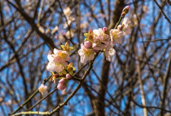 151231-Apricot-Blooms