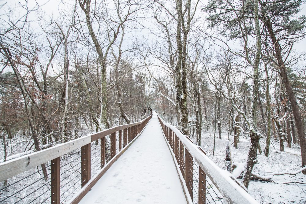 Bald Rock Boardwalk Picture Birmingham