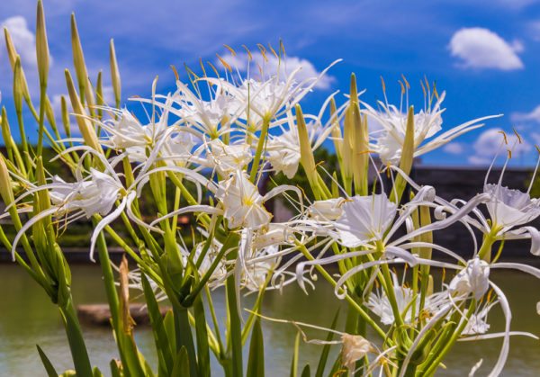 160708-Cahaba-ish-Lilies-at-Railroad-Park