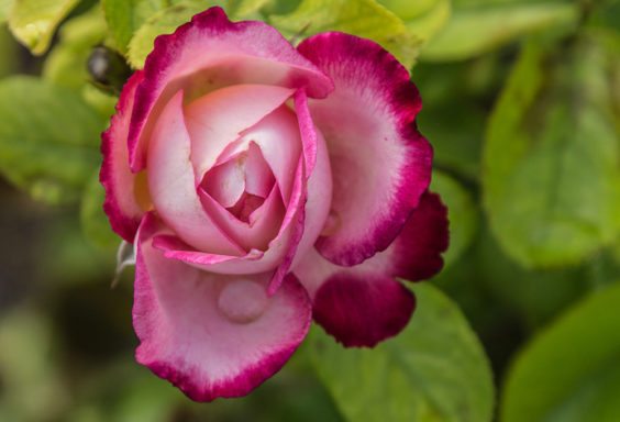 160824-Rose-at-Botanical