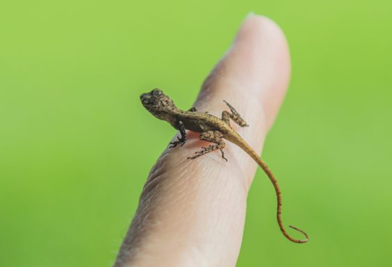 160918e-tiny-friend-lizard