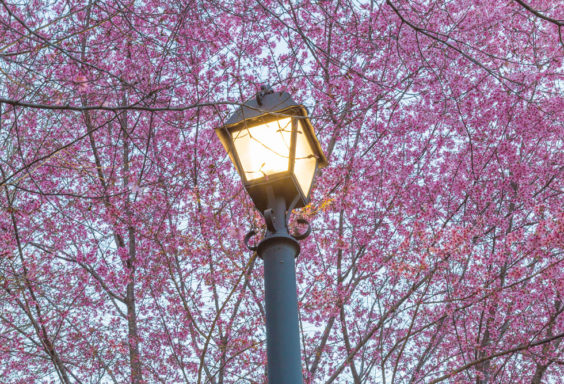 170225d Lamp Light and Red Bud Tree_MG_5162_8869