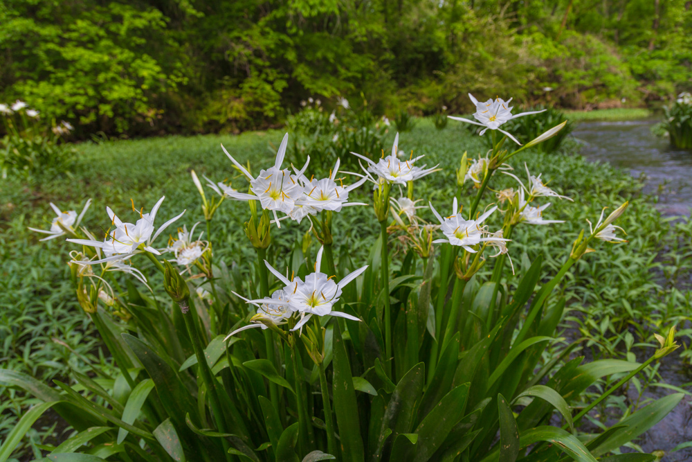 4/29/17 – The Lovely Cahaba Lily | Picture Birmingham