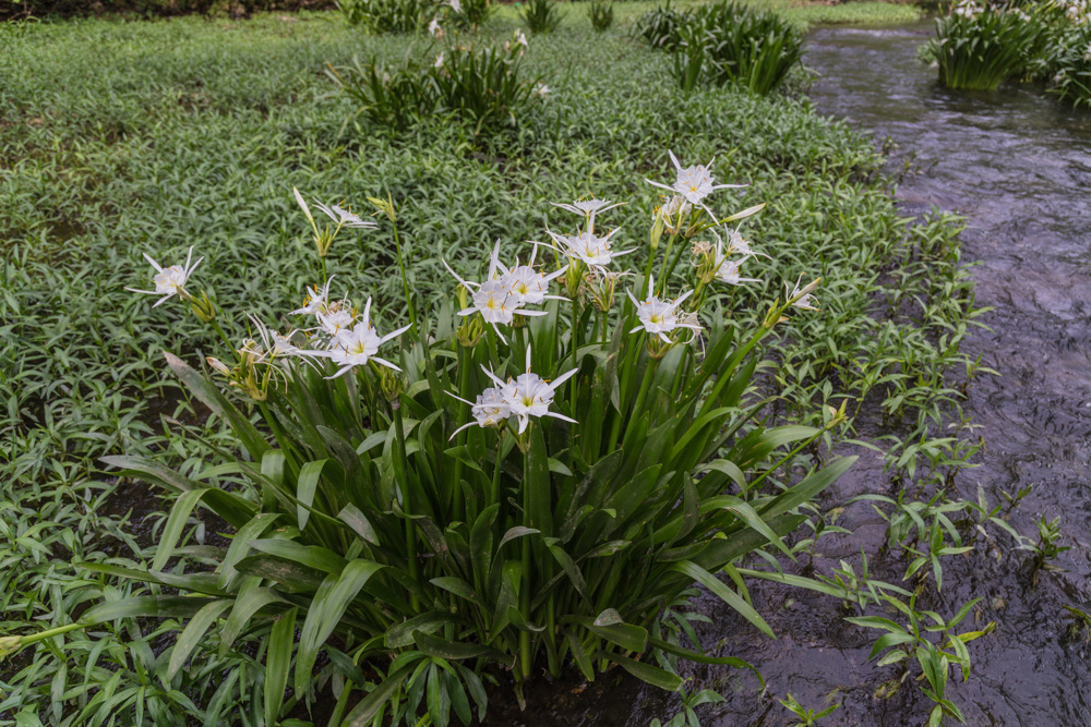 4/29/17 – The Lovely Cahaba Lily | Picture Birmingham