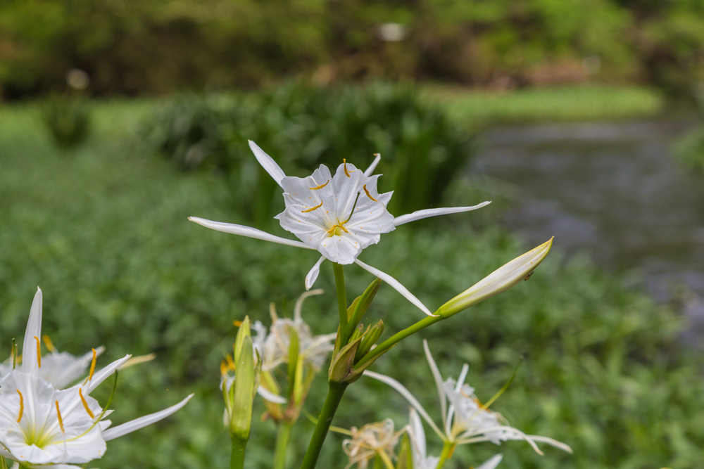 4/29/17 – The Lovely Cahaba Lily | Picture Birmingham