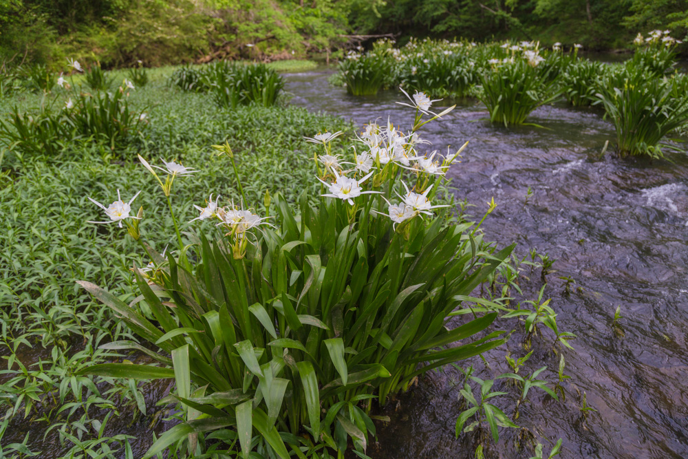 4/29/17 – The Lovely Cahaba Lily | Picture Birmingham