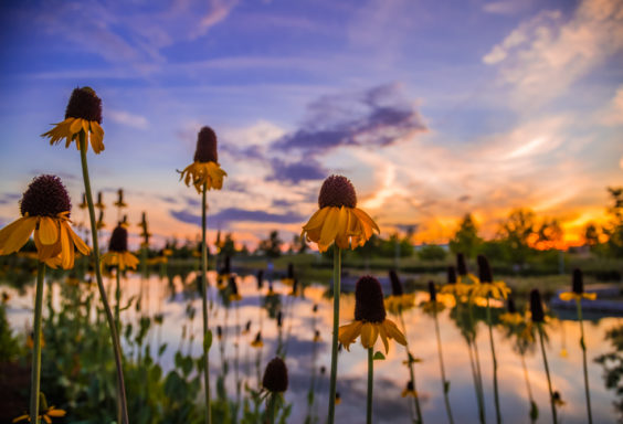170602-Flowers-and-Sunset-at-Railroad-Park s
