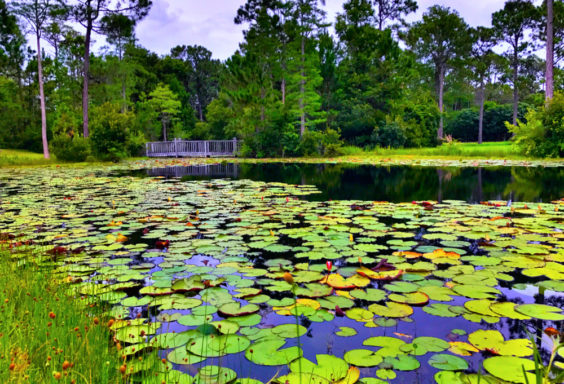 170619 Lily Pads in Florida s