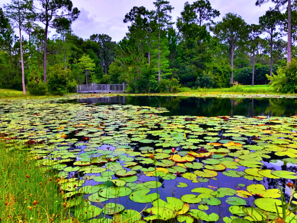 170619 Lily Pads in Florida s