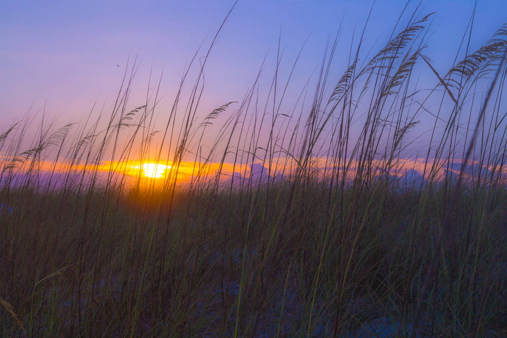 170624-Sunset-Through-the-Reeds-at-Navarre s