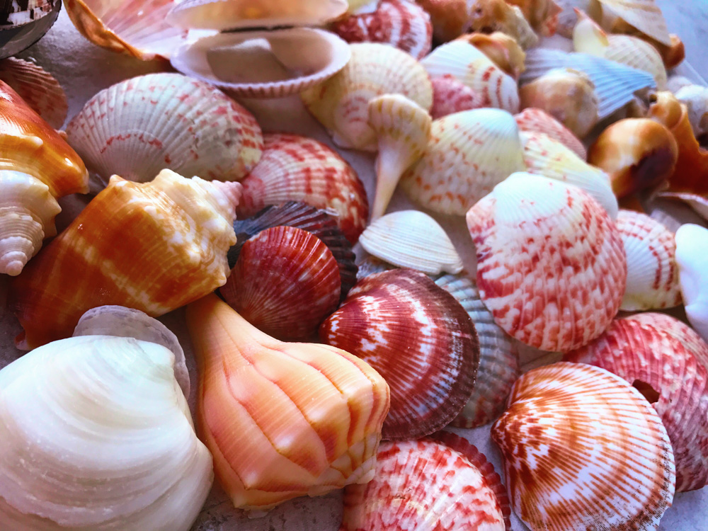 170624b Shells at Navarre Beach s