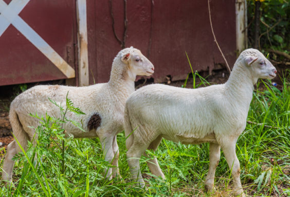 170630 Sheep _MG_9808 s
