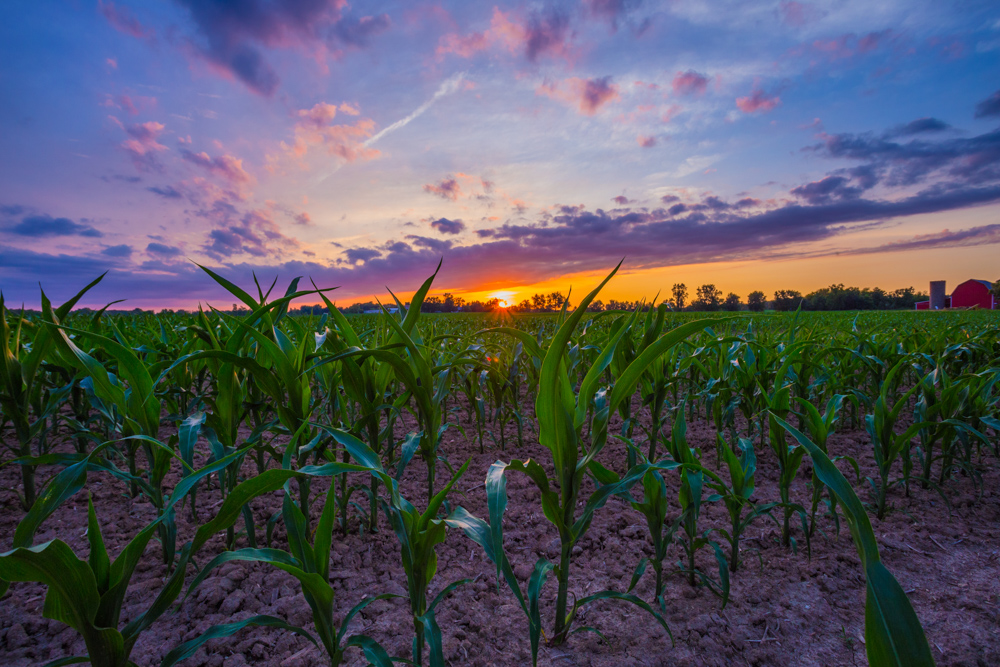 170703 Sunset in the Cornfield_MG_0130 s