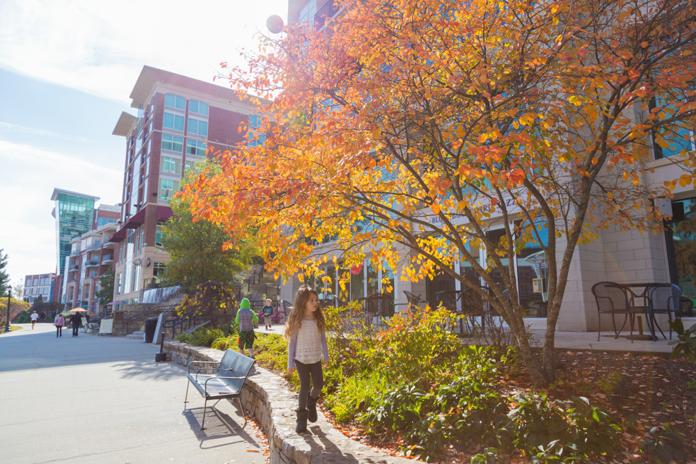 11/15/17 Scenes, Sculptures, Bridges, and Ducks in Downtown