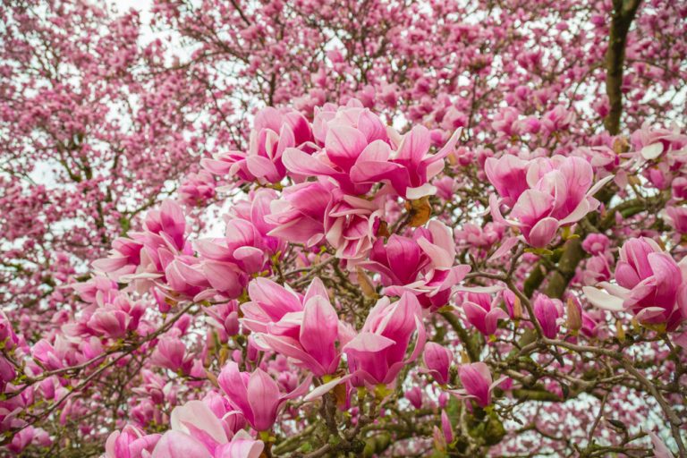 2/25/18 – The Perfect Japanese Magnolia Tree from Every Angle | Picture ...