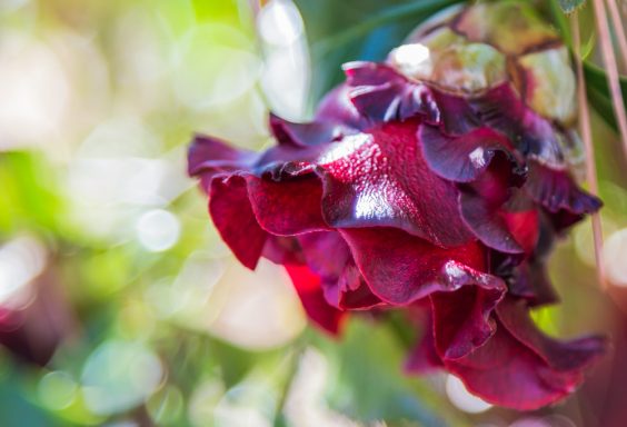 180302 Camellias at Aldridge Gardens IMG_4831 s