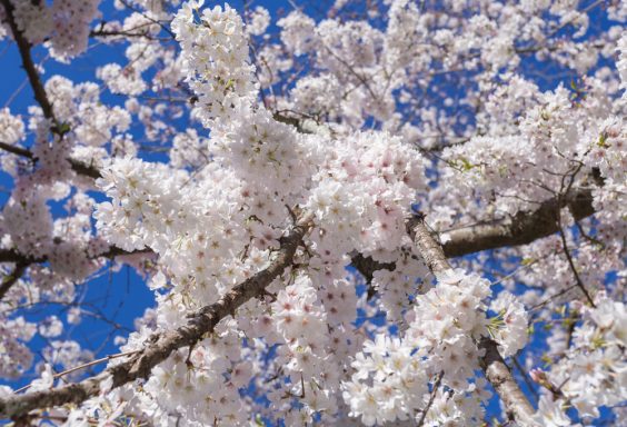 180308-Japanese-Cherry-Blossoms-IMG_5869 s