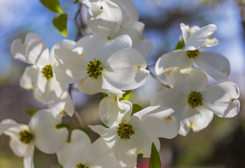 3/21/18 – Dogwoods in their Glory | Picture Birmingham