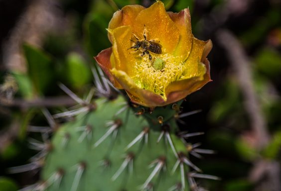 180509-The-Bee-in-the-Cactus-Flower-Newport-Beach-IMG_8264