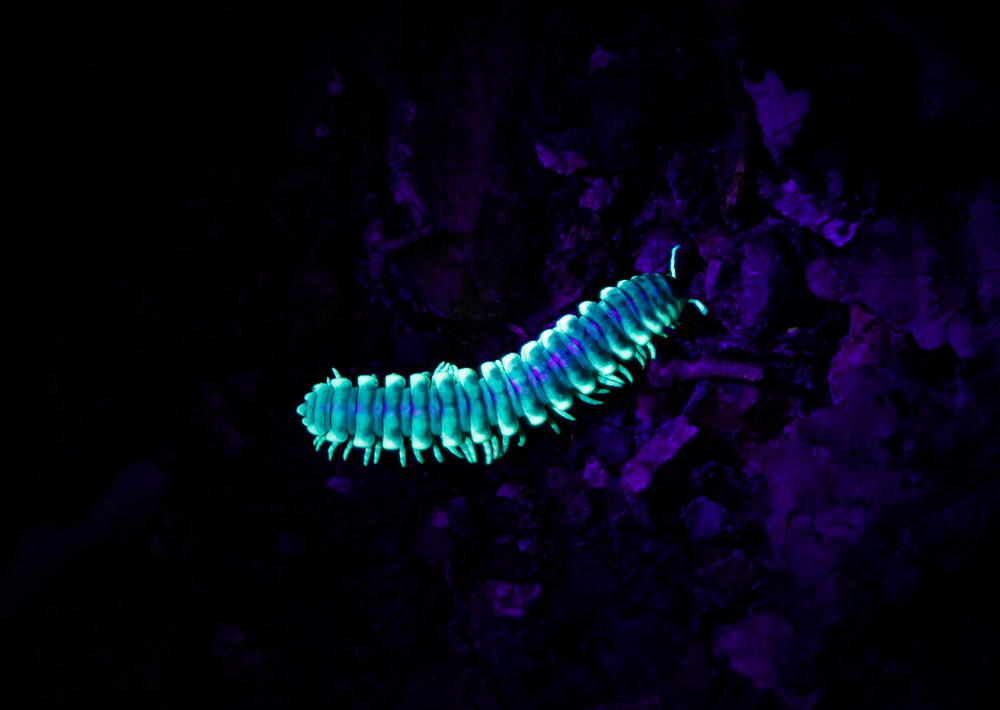 180623 glow caterpillar at ruffner IMG_6989 s