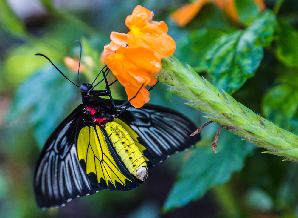 7/13/18 – Butterfly Magic at Callaway Gardens | Picture Birmingham