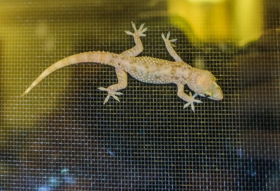 180909 Mediterranean House Gecko IMG_4794 s