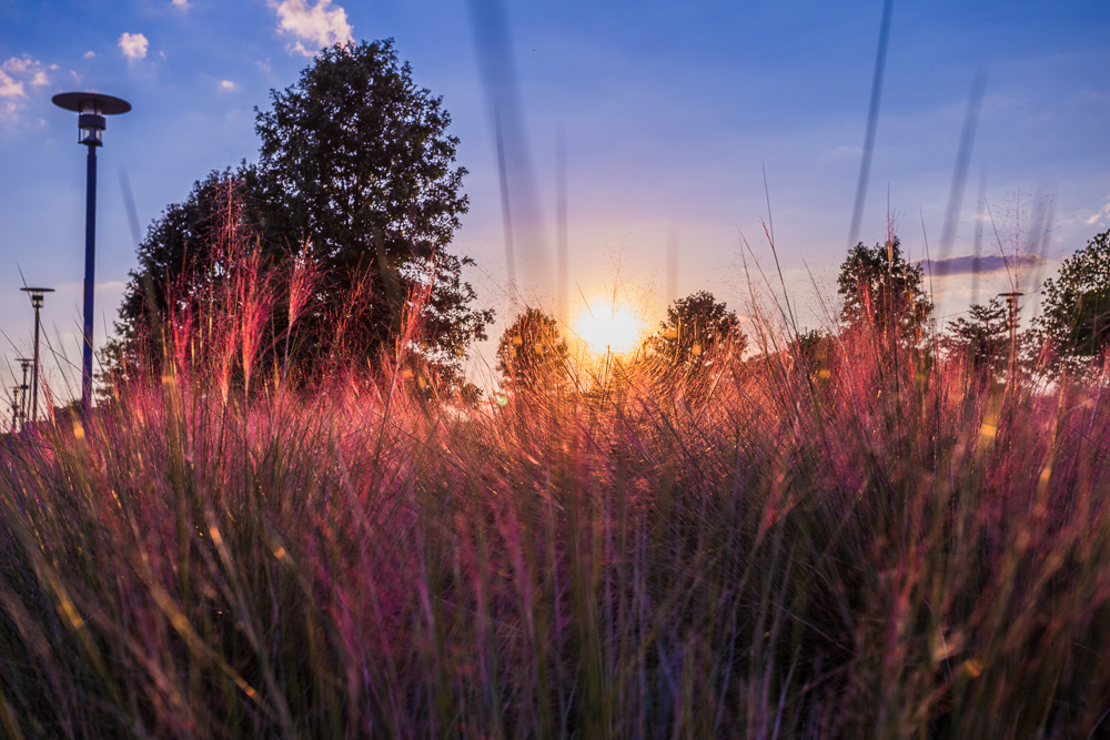 180920-through-the-pink-reeds-at-railroad-park-IMG_5288 s