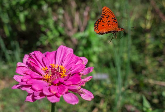 181003-Butterfly-Lunch-IMG_6203 s