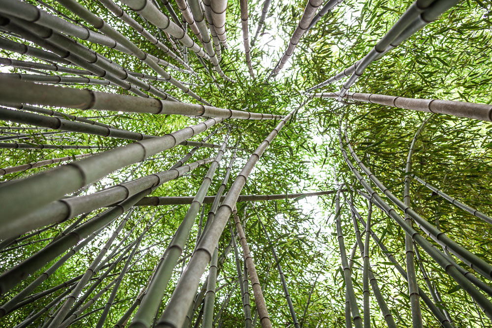 181023 Bamboo Looking Up Botanical IMG_8087 S
