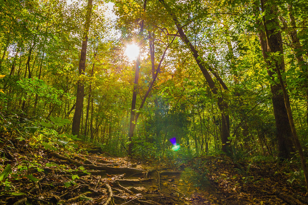10/27/18 A Wee Bit of Fall on the Dunnavant Valley Trail Picture