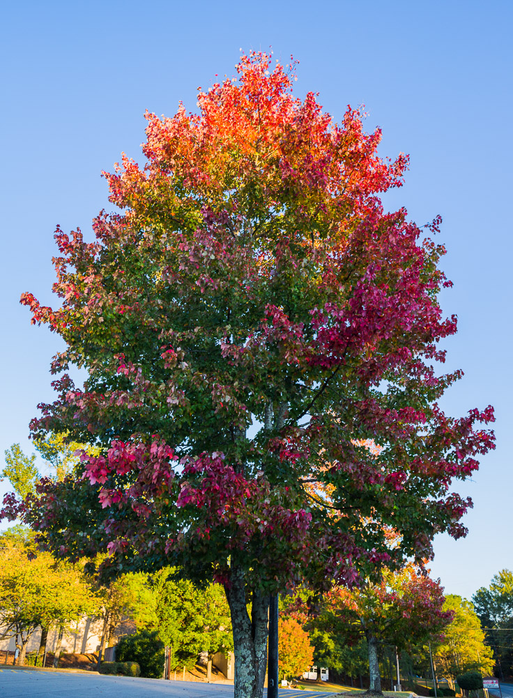 181028 Multicolored Tree in the Last Sunlight IMG_8766 S