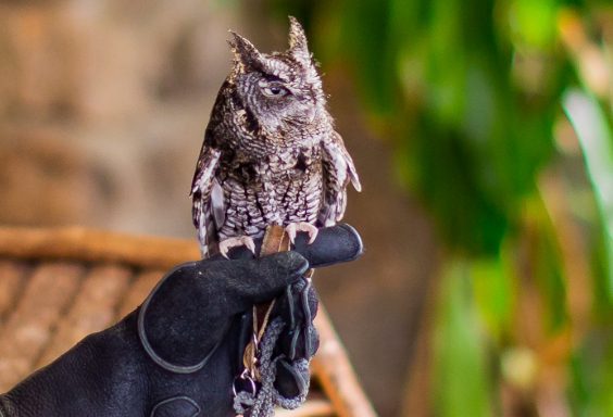 190218 Oak Mountain Screech Owl IMG_6760 s