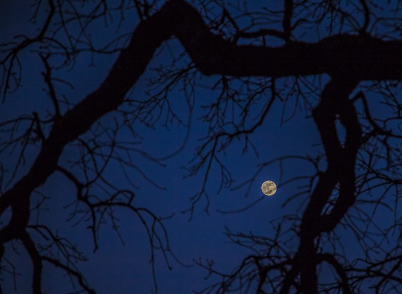 190119-Full-Moon-Through-the-Spooky-Tree-IMG_2033 S