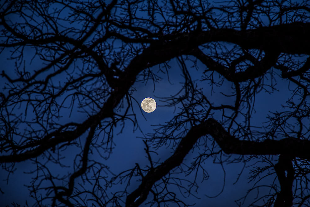 190119-Full-Moon-Through-the-Spooky-Tree-IMG_2124-H S