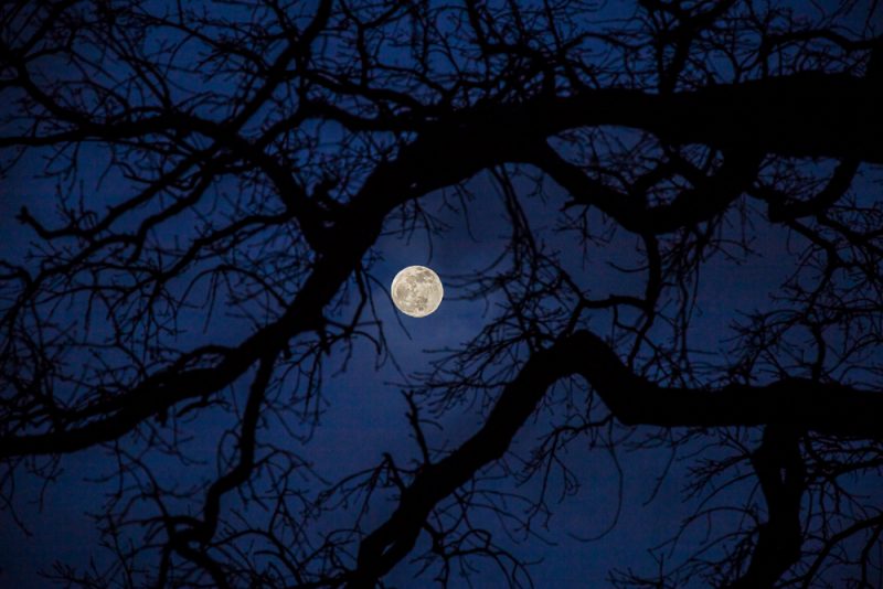 190119-Full-Moon-Through-the-Spooky-Tree-IMG_2160 S