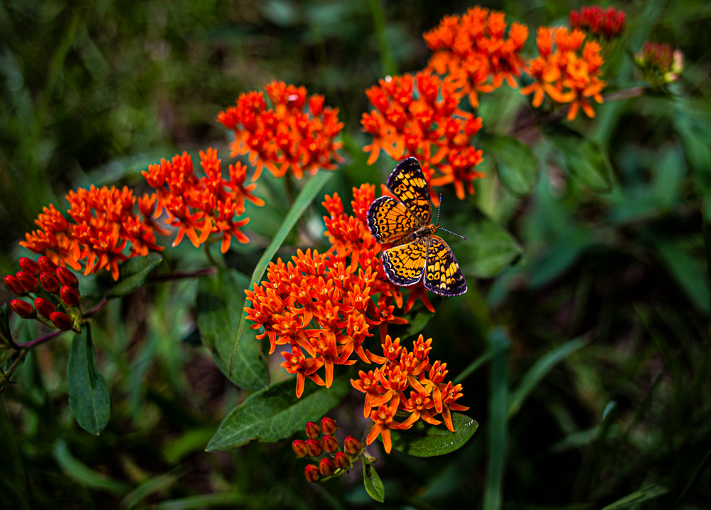 190608-butterfly-on-orange-milkweed-IMG_5524s