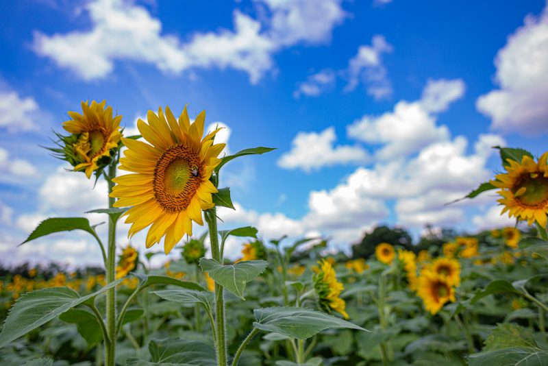 190701 Sunflower Fields IMG_6852s