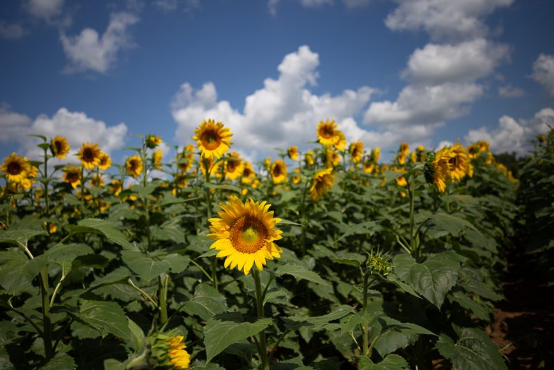 190701 Sunflower Fields IMG_7073s