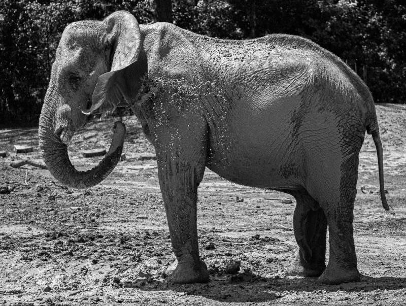 190820 elephant bath birmingham zoo IMG_2513s
