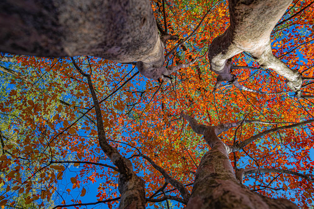 191109 fall tree tuscaloosa IMG_1418 S