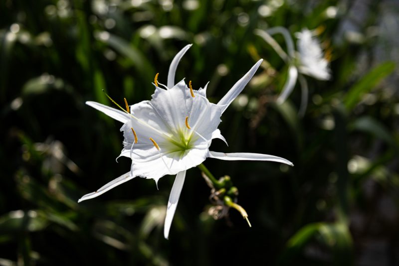 200602 Cahaba Lilies at Cahaba River NWR IMG_5507 s