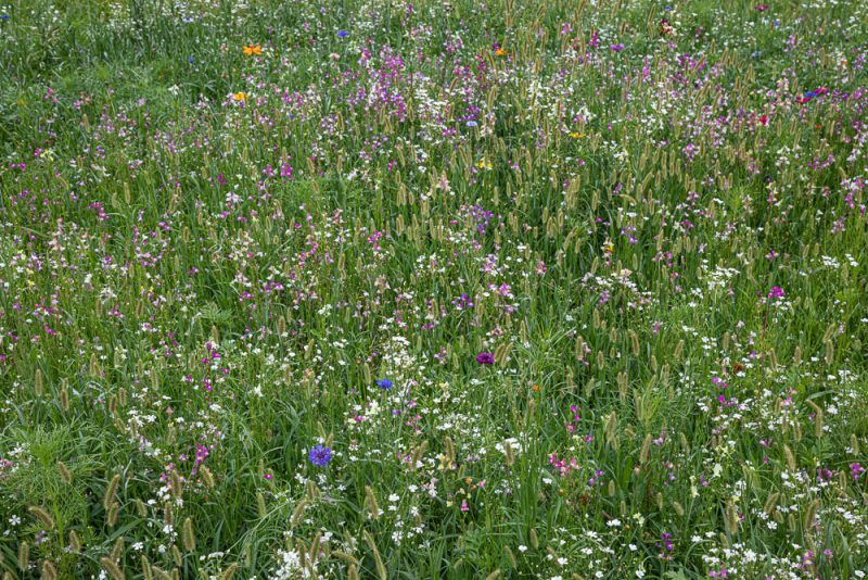 200606 Flowers at Shoal Creek Park _M7A2211 s