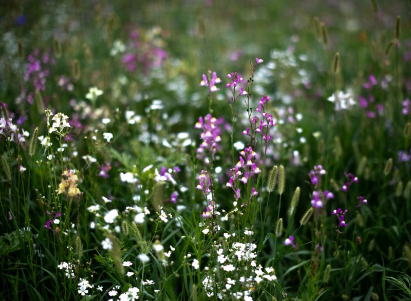 200606 Flowers at Shoal Creek Park _M7A2223 s