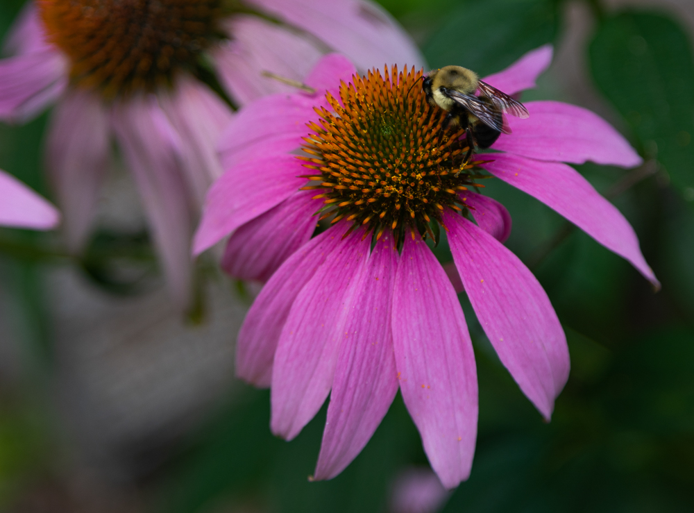 6/20/20 The Flowers of Birmingham Botanical Gardens (Click for More