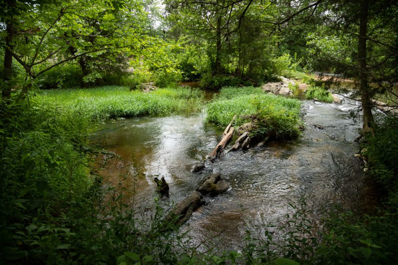 200626 shoal creek park and ebenezer swamp _M7A4018 s