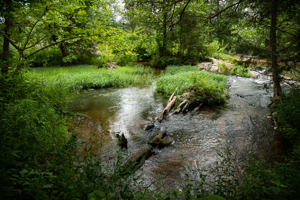 6/26/20 – The Beauty of Shoal Creek Park | Picture Birmingham