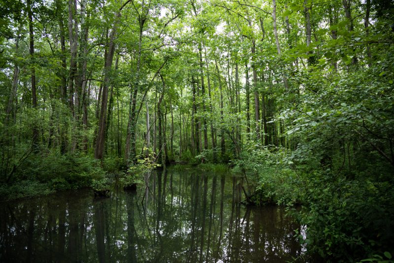 200626 shoal creek park and ebenezer swamp _M7A4073 s