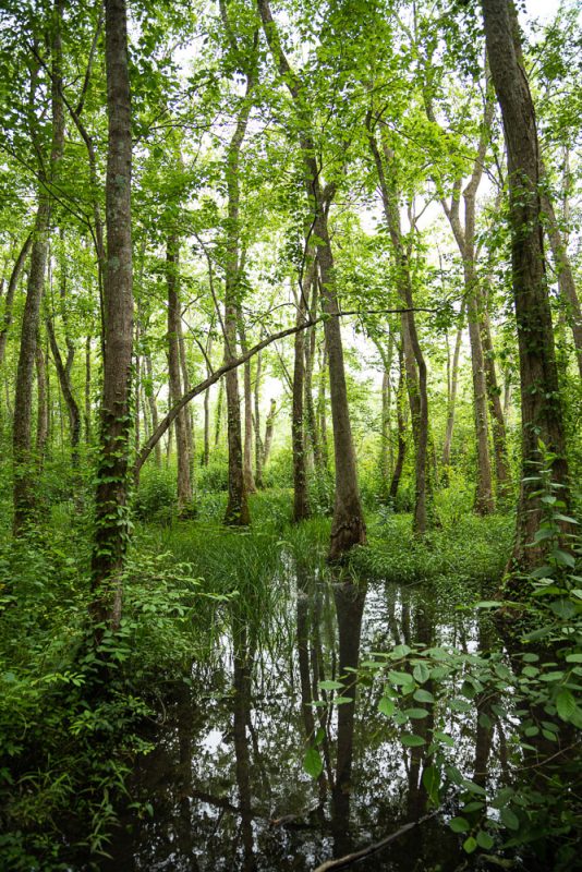 200626 shoal creek park and ebenezer swamp _M7A4076 s