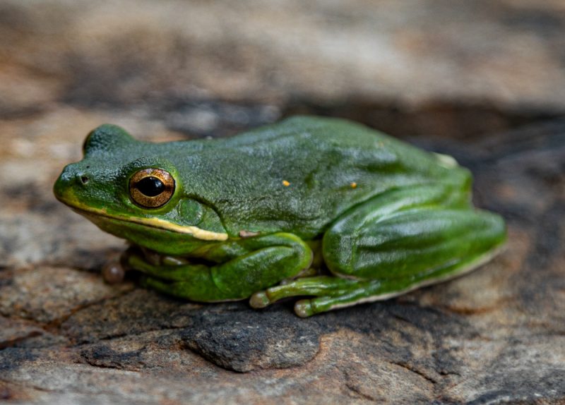 200630 sticky the tree frog _M7A4385 s