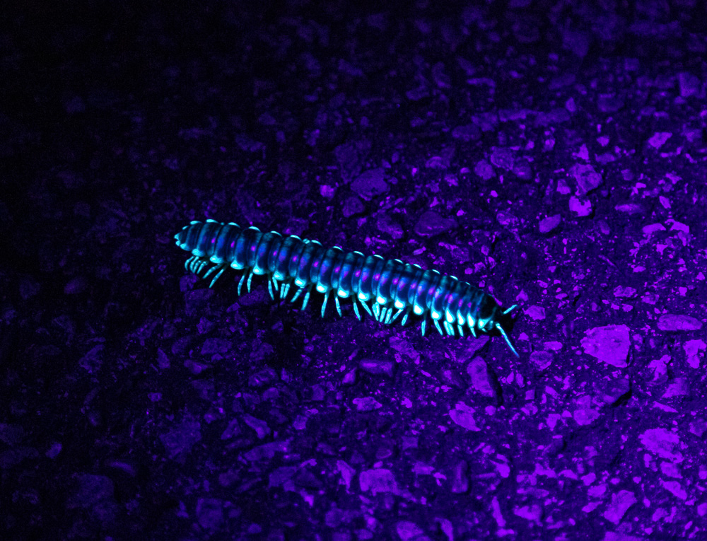 200702 glow worms at oak mountain _M7A4913 s
